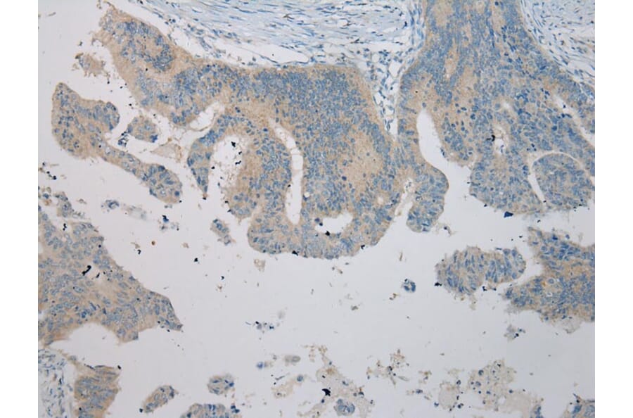 Immunohistochemistry - UBTD2 Antibody from Signalway Antibody (43175) - Antibodies.com