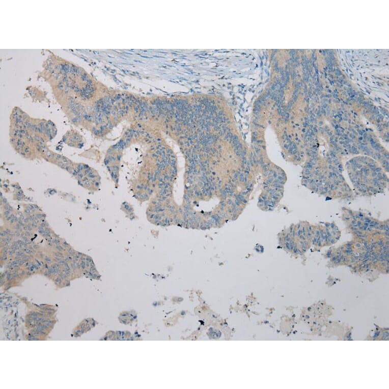 Immunohistochemistry - UBTD2 Antibody from Signalway Antibody (43175) - Antibodies.com
