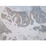 Immunohistochemistry - UBTD2 Antibody from Signalway Antibody (43175) - Antibodies.com