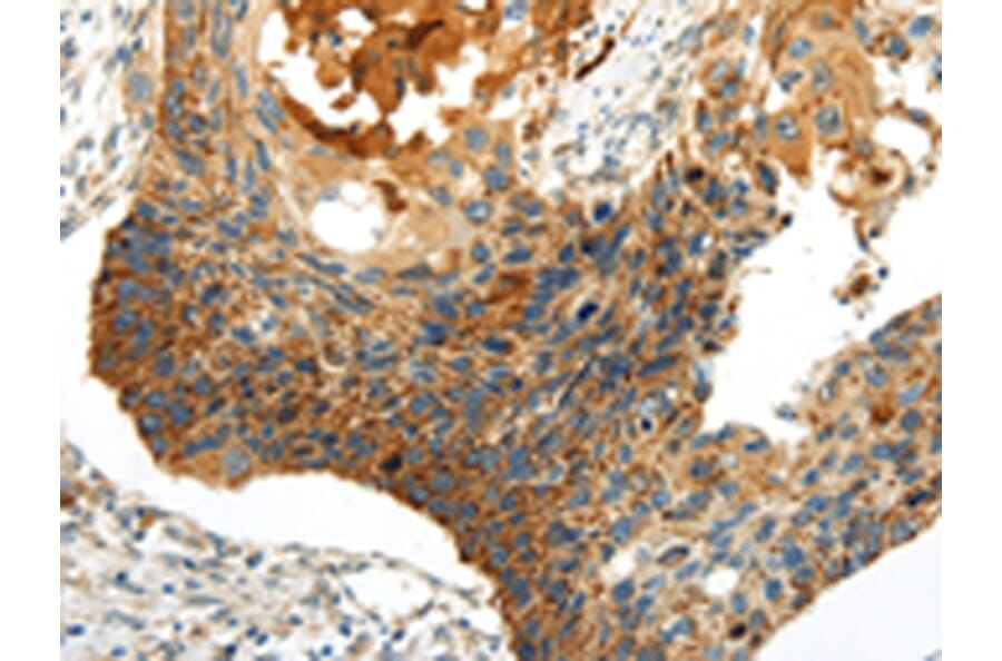 Immunohistochemistry - WNT8A Antibody from Signalway Antibody (43193) - Antibodies.com
