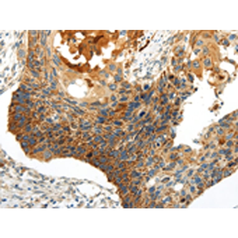 Immunohistochemistry - WNT8A Antibody from Signalway Antibody (43193) - Antibodies.com