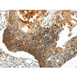 Immunohistochemistry - WNT8A Antibody from Signalway Antibody (43193) - Antibodies.com