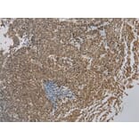 Immunohistochemistry - ZBTB2 Antibody from Signalway Antibody (43204) - Antibodies.com