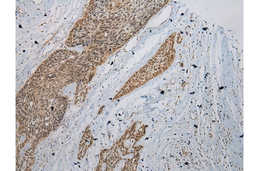 Immunohistochemistry - ZBTB2 Antibody from Signalway Antibody (43204) - Antibodies.com