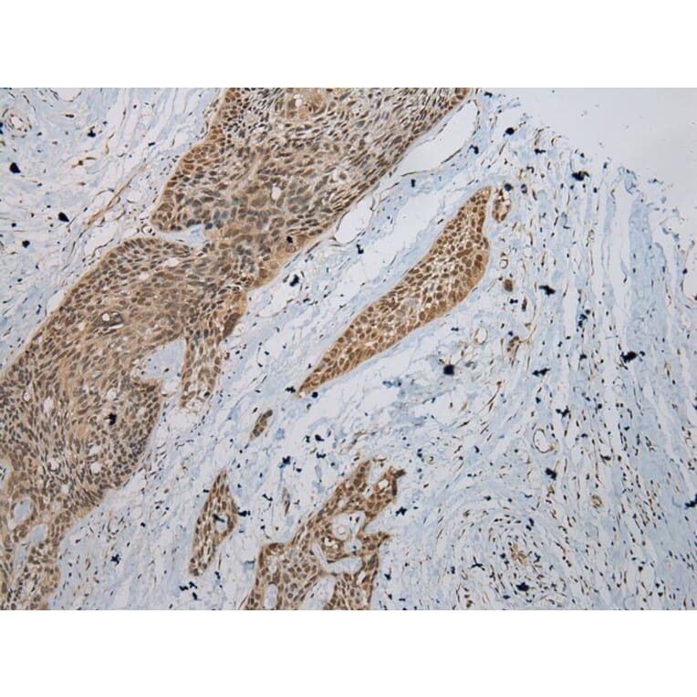 Immunohistochemistry - ZBTB2 Antibody from Signalway Antibody (43204) - Antibodies.com