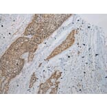 Immunohistochemistry - ZBTB2 Antibody from Signalway Antibody (43204) - Antibodies.com