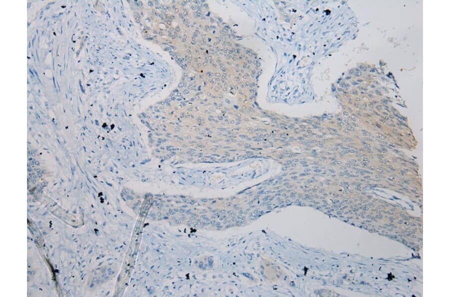 Immunohistochemistry - ZFP30 Antibody from Signalway Antibody (43207) - Antibodies.com