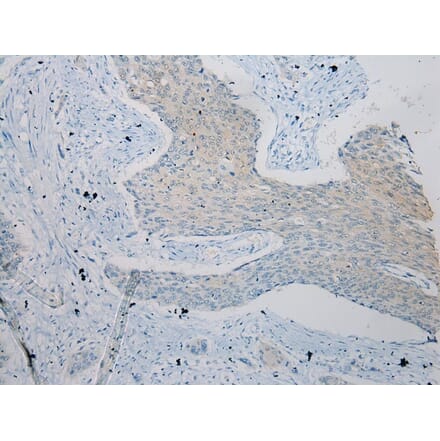 Immunohistochemistry - ZFP30 Antibody from Signalway Antibody (43207) - Antibodies.com