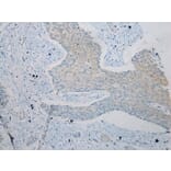 Immunohistochemistry - ZFP30 Antibody from Signalway Antibody (43207) - Antibodies.com