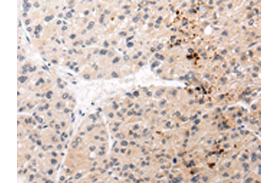 Immunohistochemistry - AQP11 Antibody from Signalway Antibody (43227) - Antibodies.com