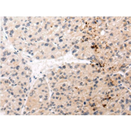 Immunohistochemistry - AQP11 Antibody from Signalway Antibody (43227) - Antibodies.com