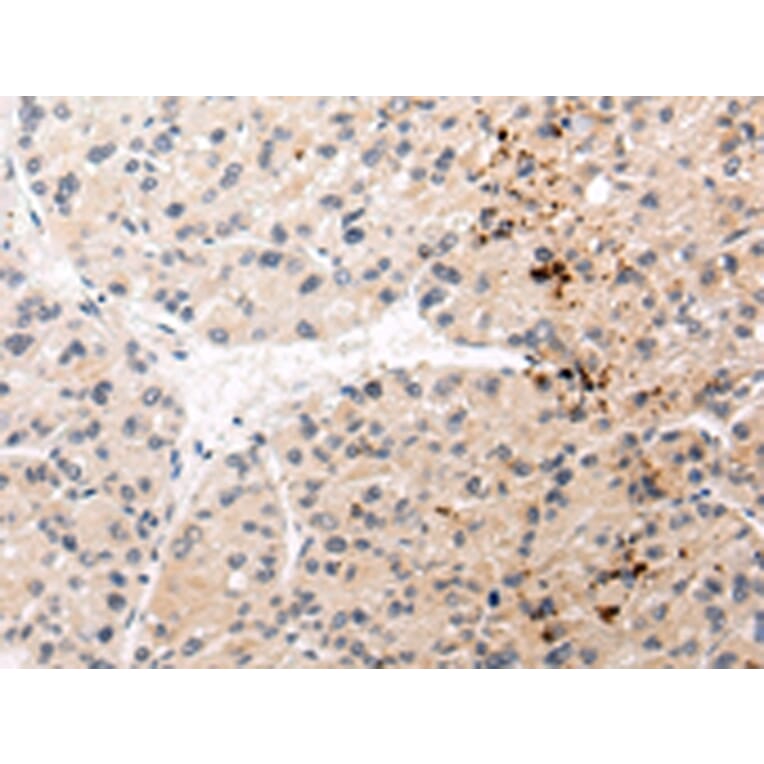 Immunohistochemistry - AQP11 Antibody from Signalway Antibody (43227) - Antibodies.com