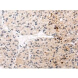 Immunohistochemistry - AQP11 Antibody from Signalway Antibody (43227) - Antibodies.com