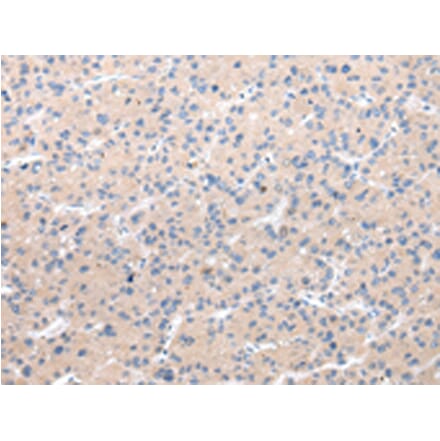 Immunohistochemistry - CHRM5 Antibody from Signalway Antibody (43235) - Antibodies.com