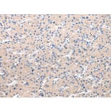 Immunohistochemistry - CHRM5 Antibody from Signalway Antibody (43235) - Antibodies.com