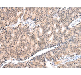 Immunohistochemistry - COX17 Antibody from Signalway Antibody (43251) - Antibodies.com