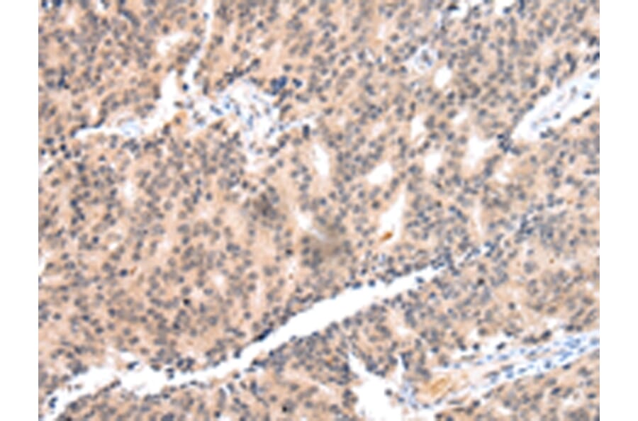 Immunohistochemistry - COX17 Antibody from Signalway Antibody (43251) - Antibodies.com