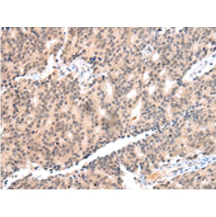 Immunohistochemistry - COX17 Antibody from Signalway Antibody (43251) - Antibodies.com