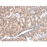 Immunohistochemistry - COX17 Antibody from Signalway Antibody (43251) - Antibodies.com