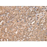 Immunohistochemistry - DDX58 Antibody from Signalway Antibody (43258) - Antibodies.com