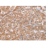 Immunohistochemistry - DEFB1 Antibody from Signalway Antibody (43260) - Antibodies.com