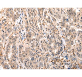 Immunohistochemistry - EPHB4 Antibody from Signalway Antibody (43268) - Antibodies.com