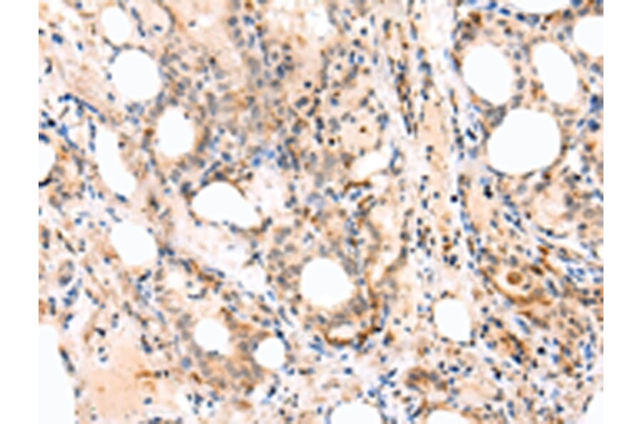 Immunohistochemistry - EPHB4 Antibody from Signalway Antibody (43268) - Antibodies.com
