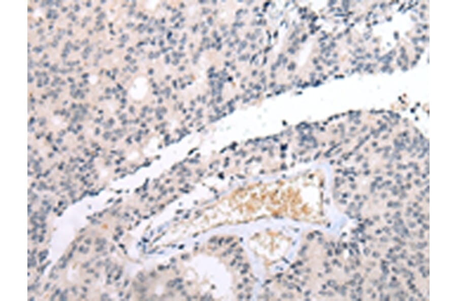 Immunohistochemistry - DUSP9 Antibody from Signalway Antibody (43269) - Antibodies.com