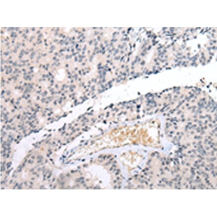 Immunohistochemistry - DUSP9 Antibody from Signalway Antibody (43269) - Antibodies.com