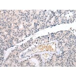 Immunohistochemistry - DUSP9 Antibody from Signalway Antibody (43269) - Antibodies.com