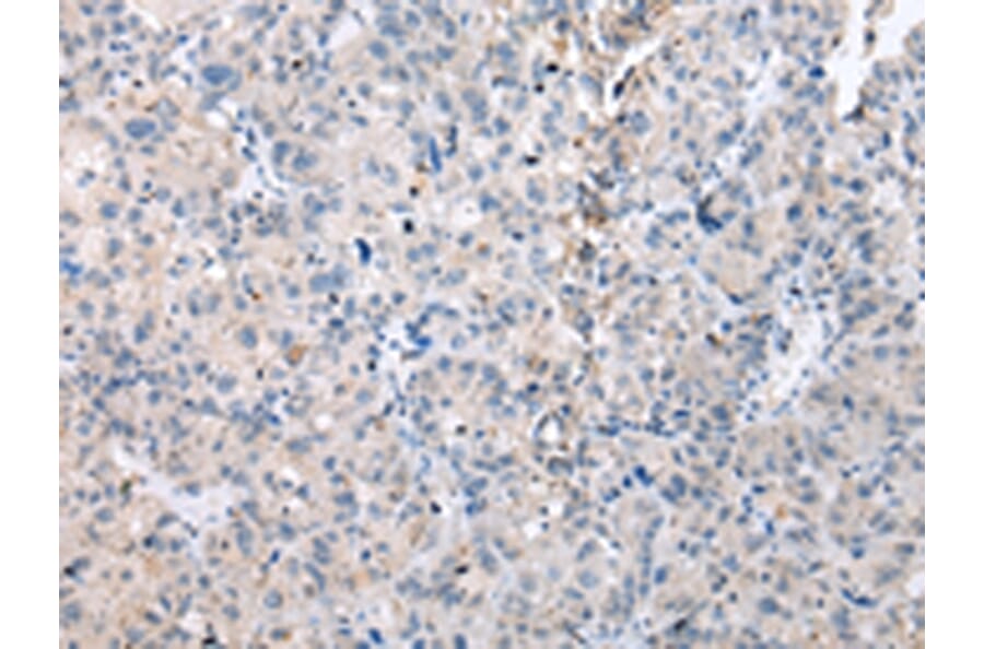 Immunohistochemistry - DUSP9 Antibody from Signalway Antibody (43269) - Antibodies.com