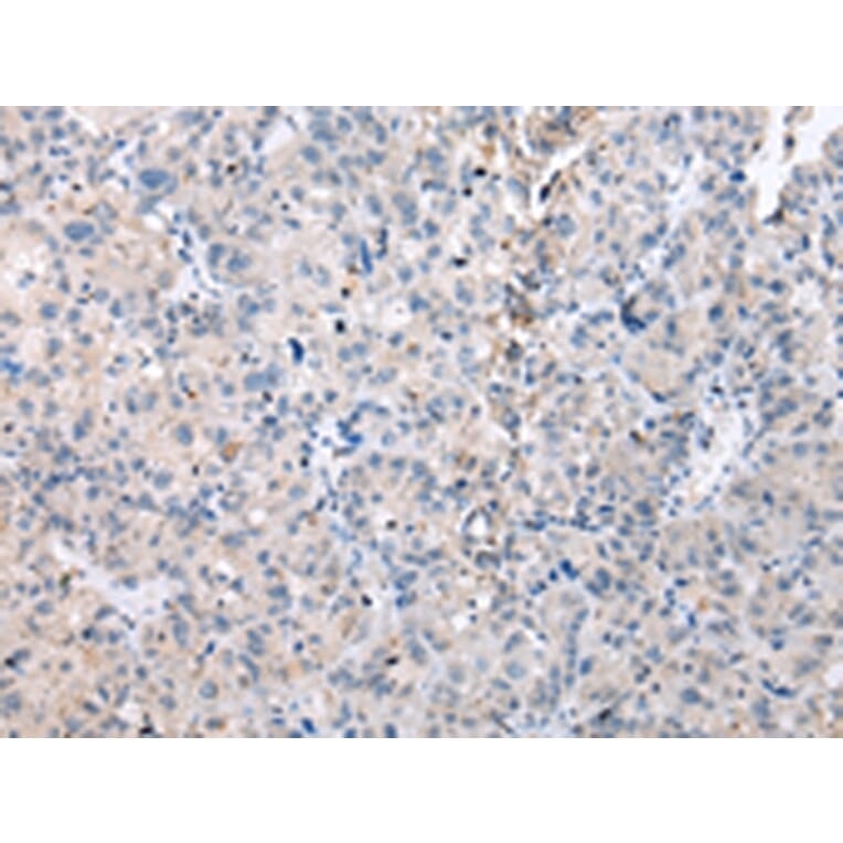 Immunohistochemistry - DUSP9 Antibody from Signalway Antibody (43269) - Antibodies.com
