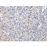 Immunohistochemistry - DUSP9 Antibody from Signalway Antibody (43269) - Antibodies.com