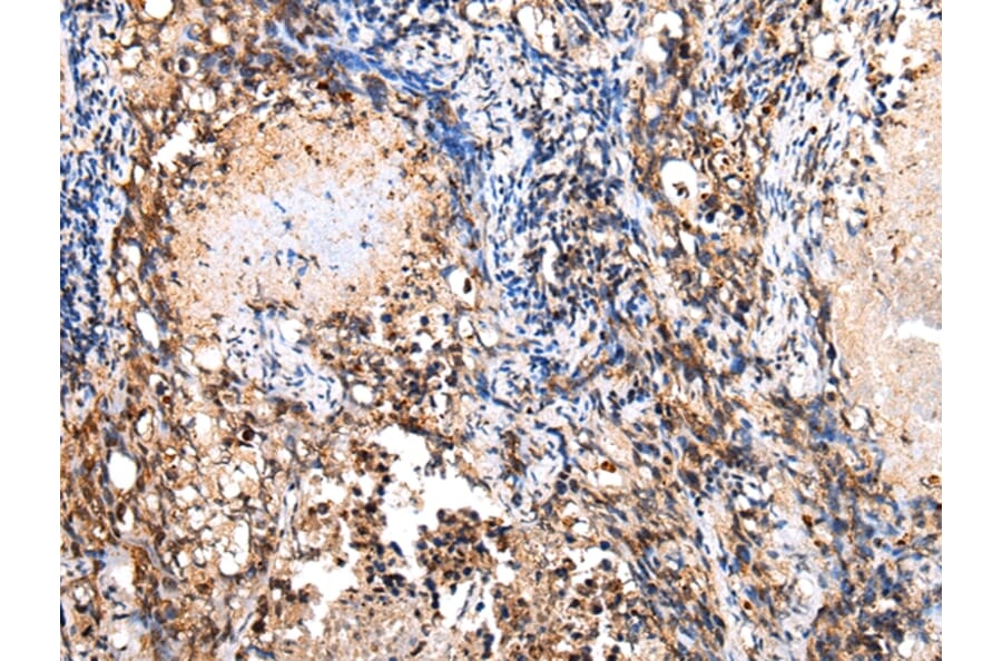 Immunohistochemistry - COX8C Antibody from Signalway Antibody (43278) - Antibodies.com