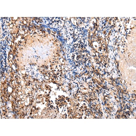 Immunohistochemistry - COX8C Antibody from Signalway Antibody (43278) - Antibodies.com