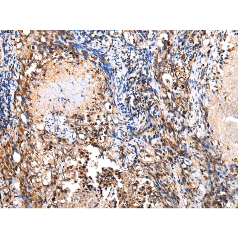 Immunohistochemistry - COX8C Antibody from Signalway Antibody (43278) - Antibodies.com