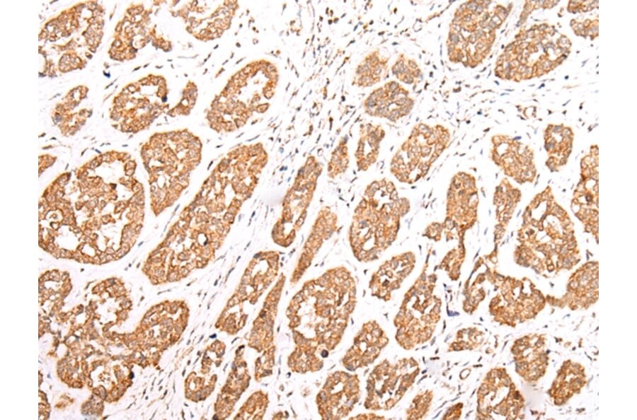 Immunohistochemistry - NLRP1 Antibody from Signalway Antibody (43280) - Antibodies.com