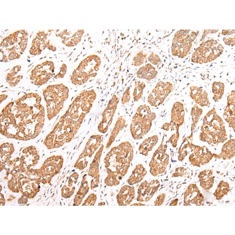 Immunohistochemistry - NLRP1 Antibody from Signalway Antibody (43280) - Antibodies.com