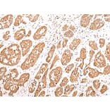 Immunohistochemistry - NLRP1 Antibody from Signalway Antibody (43280) - Antibodies.com