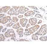 Immunohistochemistry - HTR1B Antibody from Signalway Antibody (43284) - Antibodies.com