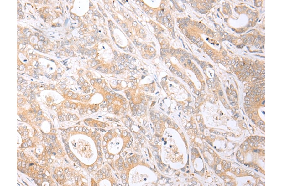 Immunohistochemistry - HTR1B Antibody from Signalway Antibody (43284) - Antibodies.com