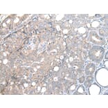 Immunohistochemistry - DAPK3 Antibody from Signalway Antibody (43288) - Antibodies.com