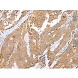 Immunohistochemistry - CCNG2 Antibody from Signalway Antibody (43290) - Antibodies.com