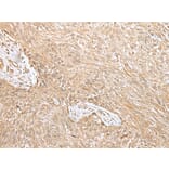 Immunohistochemistry - NPHS1 Antibody from Signalway Antibody (43306) - Antibodies.com