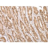Immunohistochemistry - STAT3 Antibody from Signalway Antibody (43315) - Antibodies.com
