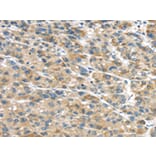 Immunohistochemistry - GLP2R Antibody from Signalway Antibody (43319) - Antibodies.com