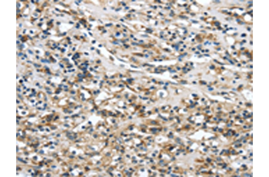 Immunohistochemistry - GLP2R Antibody from Signalway Antibody (43319) - Antibodies.com