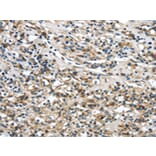 Immunohistochemistry - GLP2R Antibody from Signalway Antibody (43319) - Antibodies.com