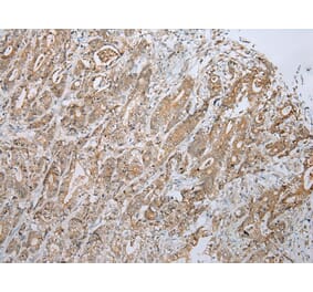 Immunohistochemistry - ZNF23 Antibody from Signalway Antibody (43350) - Antibodies.com