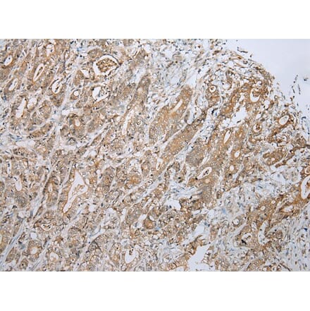 Immunohistochemistry - ZNF23 Antibody from Signalway Antibody (43350) - Antibodies.com